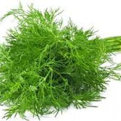 Άνιθος Μεγάρων  (Ματσάκι)